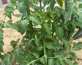 ボルゲーゼ🍅の自家製セミドライトマト作り方16写真