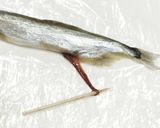 うちの☆ししゃも・小型魚❣下処理は爪楊枝作り方13写真