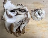 マイタケの保存の仕方作り方1写真