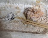 お家でザクうま！カリカリフライドチキン作り方3写真