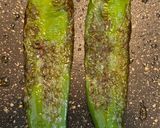 福耳唐辛子のグリル作り方1写真