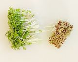 食べられるお花と野菜の生春巻き作り方4写真