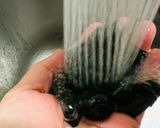これも捨てがたい、油揚げのお味噌汁😻作り方5写真