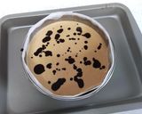 珈琲チーズケーキ～ビター＆スパイシー作り方6写真