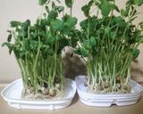 ♻️野菜プレップ｜下処理｜雑学｜①葉茎菜類作り方5写真
