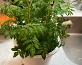 木の芽の天ぷら作り方1写真