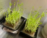豆苗炒め🌱‬‪簡単!作り方3写真