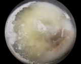 身も心も温まるメジナとイサキの味噌汁作り方16写真