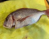 釣って来た花鯛のアクアパッツァ作り方2写真