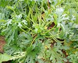 花ズッキーニ作り方4写真