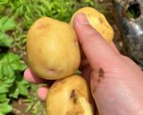 簡単じゃがいものホイル焼き　キャンプ飯作り方3写真