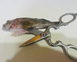 フードドライヤーでガシラ煮干し（カサゴ）作り方2写真