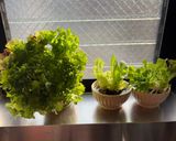 リボベジ 根付きレタスを育てて収穫しよう作り方5写真