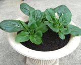 キッチンガーデン 🥬リボベジ🌱小松菜作り方7写真