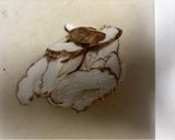 簡単 万能和風きのこソース 何にでも合うよ作り方1写真