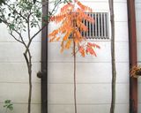 ウルシの紅葉茶作り方1写真