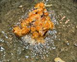 納豆とカリカリ梅の天ぷら作り方5写真
