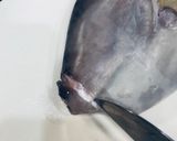 ウスバハギのお刺身　骨の形がわかれば簡単作り方2写真