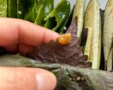 ごはんがすすむ！夏野菜の紫蘇巻き作り方3写真