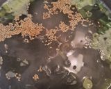 簡単✬韓国風わかめスープ作り方3写真