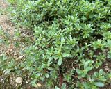 スベリヒユのタタキ！素麺の薬味にも♫作り方1写真