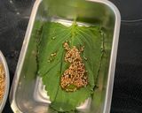 大葉or胡麻の葉醤油漬け作り方5写真