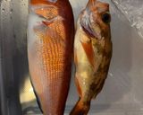 釣って来た甘鯛をカボチャ柚ソースで作り方2写真