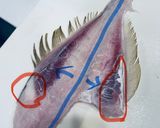 ウスバハギのお刺身　骨の形がわかれば簡単作り方7写真