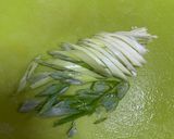 味噌汁　ねぎとキャベツとちくわぶ作り方3写真