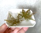 イロハモミジ塩作り方17写真