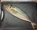 基本のアジの捌き方(三枚おろし)作り方2写真