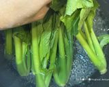 小松菜の美味しい食べ方…それは『お浸し』作り方7写真