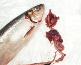 うちの☆ししゃも・小型魚❣下処理は爪楊枝作り方2写真