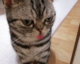 ☆カレー焼きめし☆作り方7写真