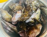 フードドライヤーでガシラ煮干し（カサゴ）作り方1写真