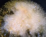 がんもどき*野菜たっぷり作り方7写真