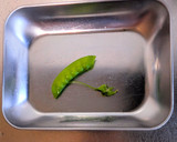さやえんどうのかき玉うどん作り方1写真