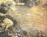 これぞ黄金比👨‍🍳すき家の牛丼を完全再現🚀🤗作り方2写真