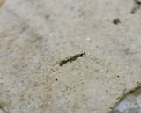 ヘルシーすぎる！　　　　チーズクラッカー作り方5写真