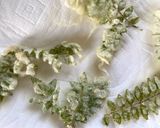 山椒の天ぷら　食べたことがない人は是非！作り方3写真