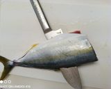 にゃんデリ流！福来魚の捌き方！（イナダ）作り方5写真