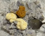 さといも水菜蓮根の味噌サラダ(身内専用)作り方6写真