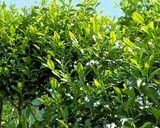 和紅茶の作り方作り方1写真