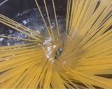 ンドゥイヤと茄子のアラビアータ　パスタ作り方6写真
