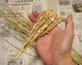 バケツ稲の恵み2024作り方2写真