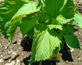抹茶塩でいただく♪信州産大葉の天ぷら🌱✨作り方1写真