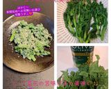 うちの春サラダ☆菜花のマスタードサラダ♬作り方56写真