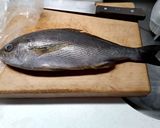 イサキの刺身作り方1写真