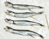 うちの☆ししゃも・小型魚❣下処理は爪楊枝作り方21写真
