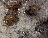 栗の渋川煮作り方5写真